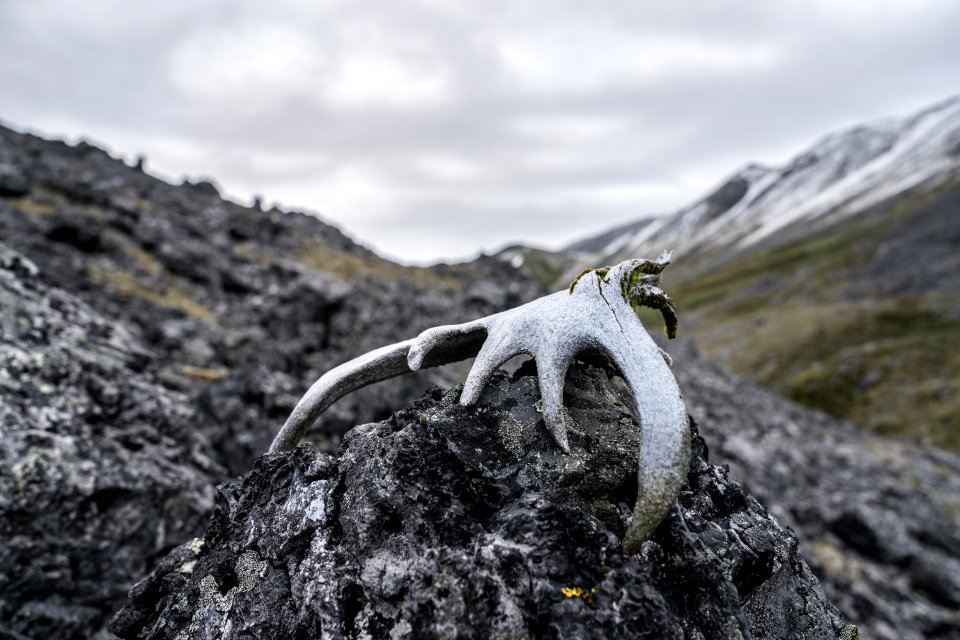 Arctic Refuge - Sheenjek River