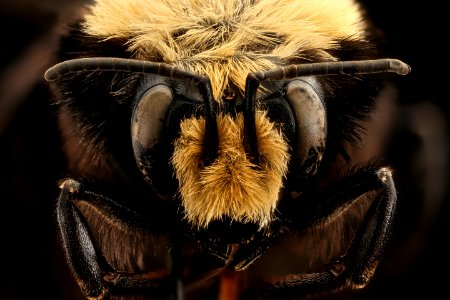 Bombus vosnesenskii, face, f, Mariposa, CA 2017-07-19-14.25