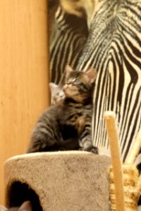 Chatons GALIT 13.12.2015 - Février 2016