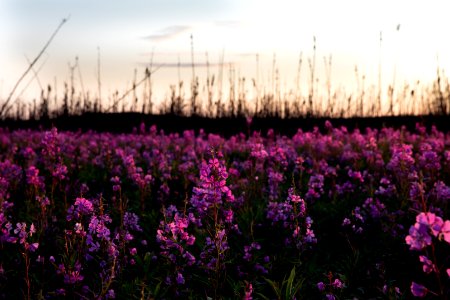 Kenai Fireweed in August photo