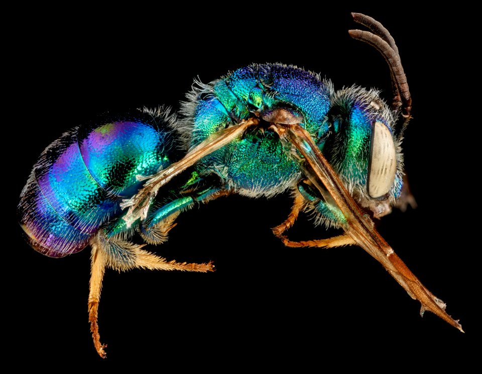 Augochloropsis anonyma, M, side, Florida, Miami-Dade County 2013-03-20-14.28.06 ZS PMax