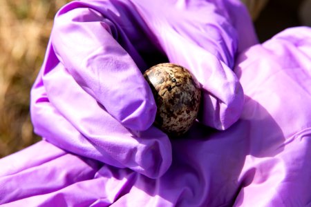 A tiny beak pokes through the first hole in a shorebird egg - Arctic Bird Fest 2019
