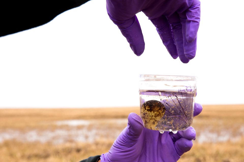 Floating a sandpiper egg