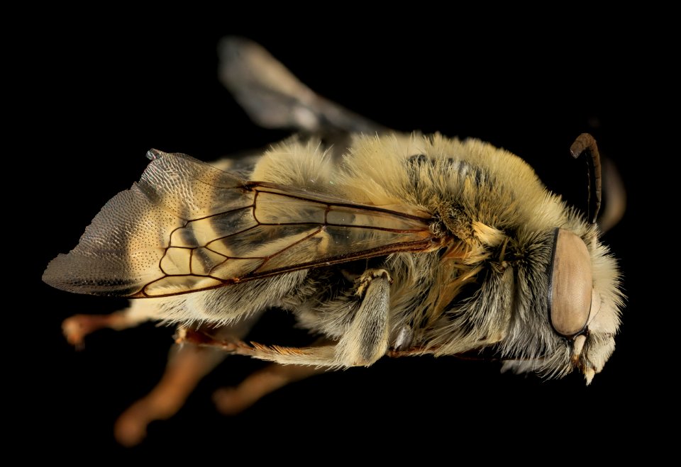 Anthophora montana, M, Side, Larimer Co, CO 2013-12-11-11.39.01 ZS PMax