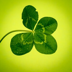 Vierblättrig lucky clover symbol photo
