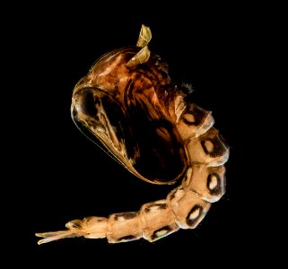Fresh Mosquito Pupae lighter 2013-09-15-17.20.03 ZS PMax