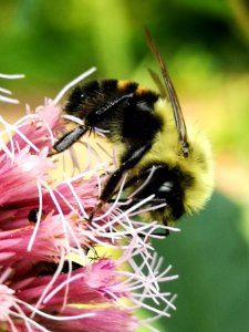 Bumblebee visiting Joe Pye weed Eupatorium