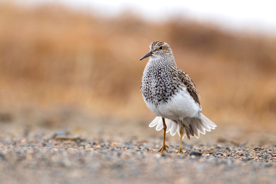 Pectoral sandpiper display