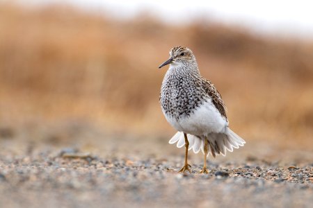Pectoral sandpiper display