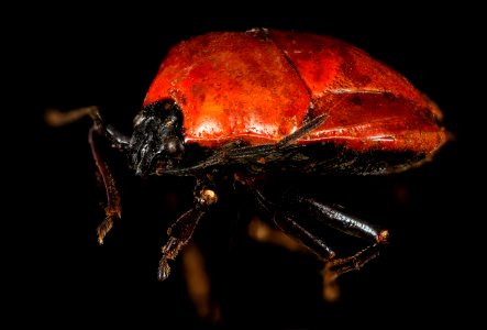 Stiretrus decemguttatus, orange, brazil 2016-02-24-17.27 photo