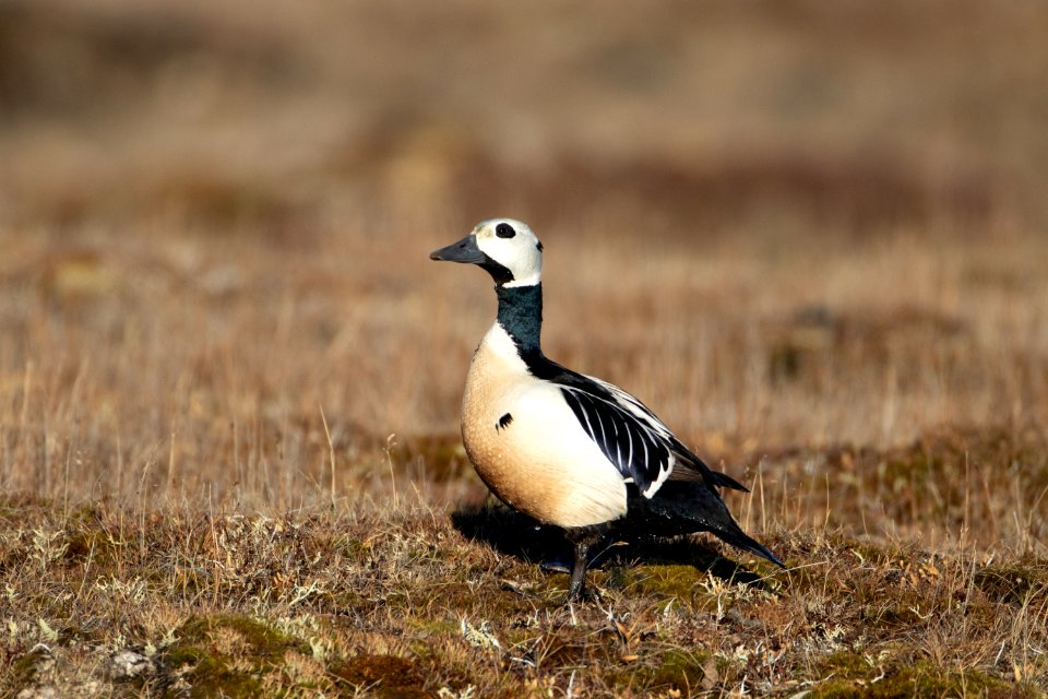 Steller's eider on land