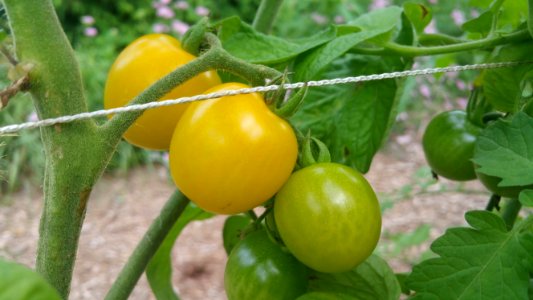Galina's yellow cherry tomato