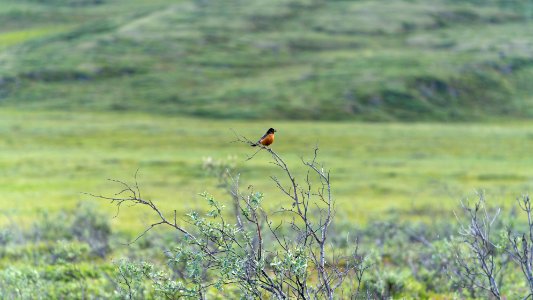 American Robin