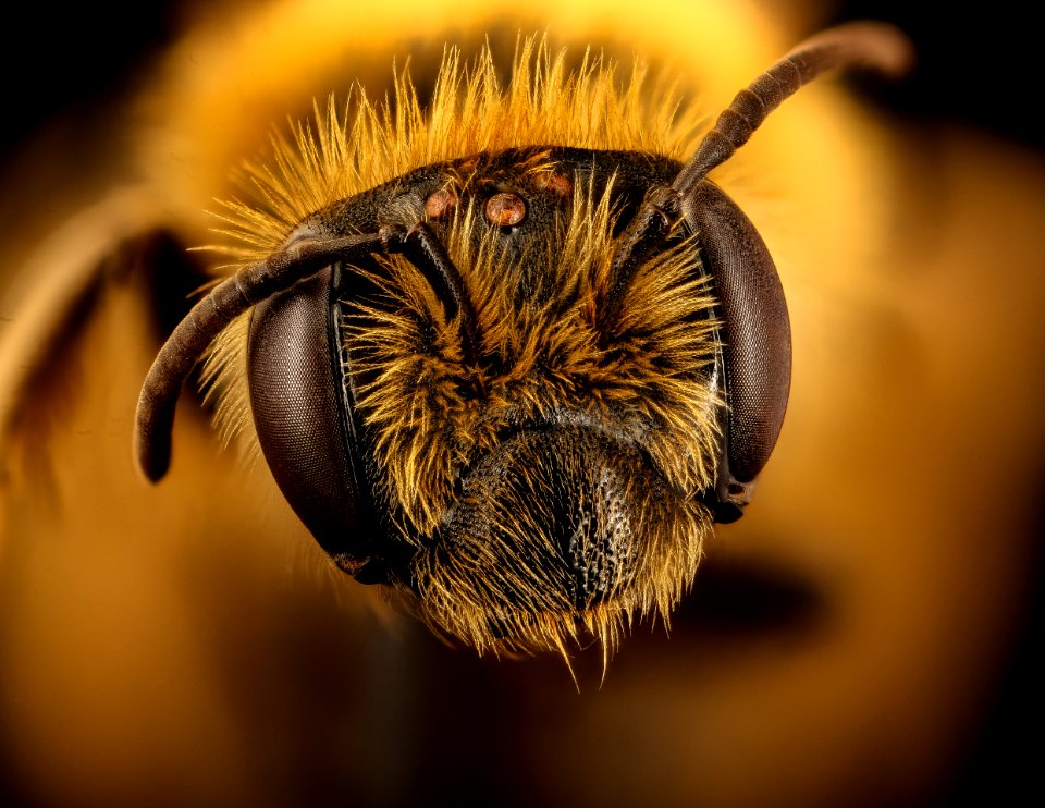 Andrena helianthi, u, face, Hartville Ohio 2018-03-06-20