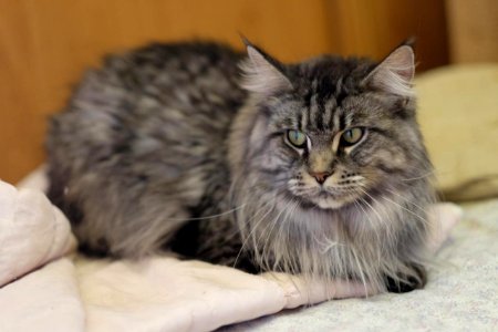 Chatons GALIT 13.12.2015 - Février 2016