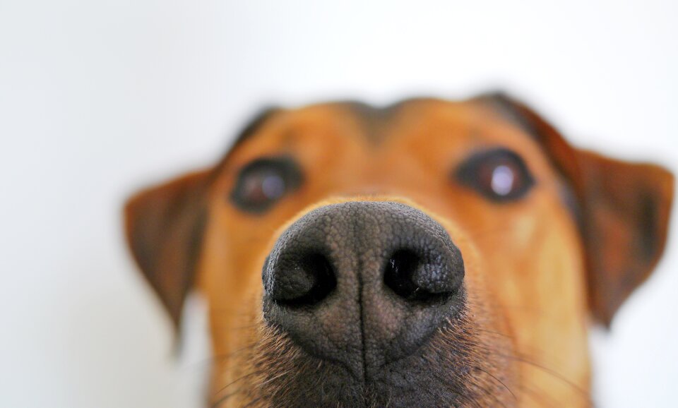 Sniffing smell funny