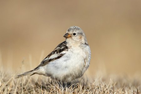 Snow bunting close-up