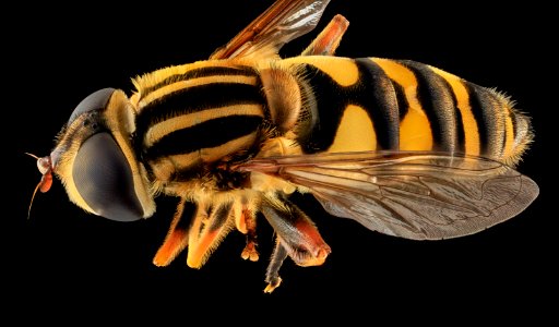 Aelophilus fasciatus, back, MD, Beltsville 2013-09-28-17.31.57 ZS PMax photo