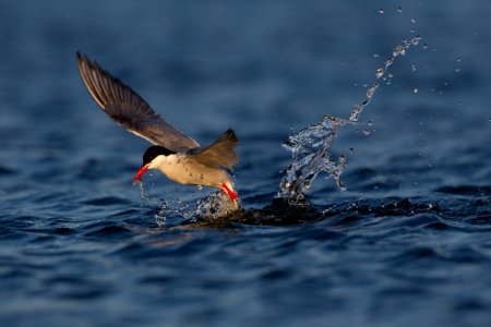 Arctic tern splash photo