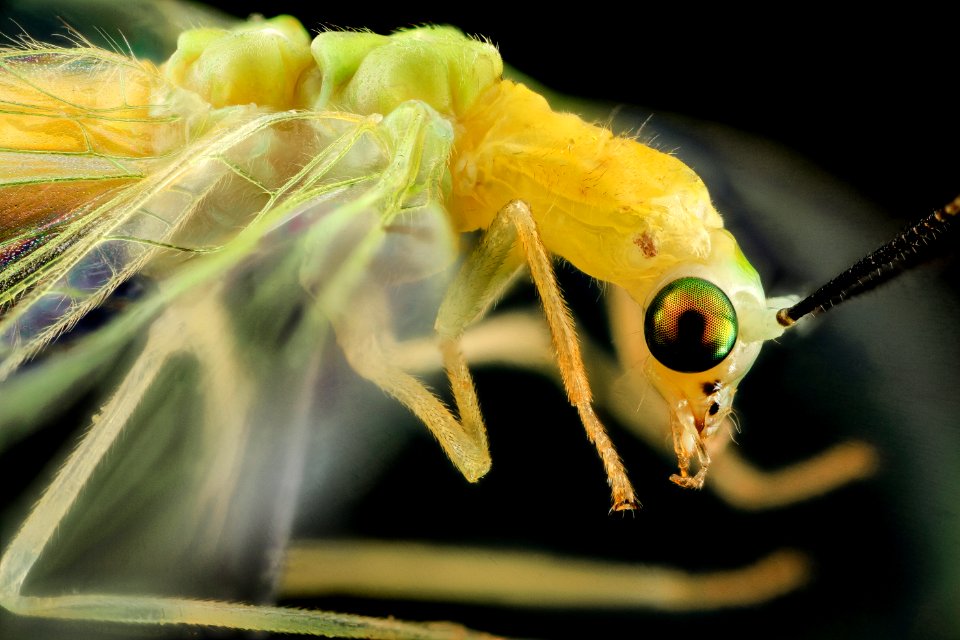 green lacewing, eye, md, upper marlboro 2014-06-04-12.13.10 ZS PMax