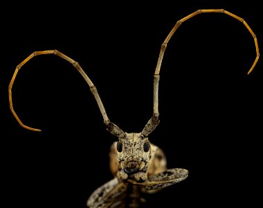 cerambycid beetle, u, face, md, pg county 2014-06-18-15.17.23 ZS PMax photo