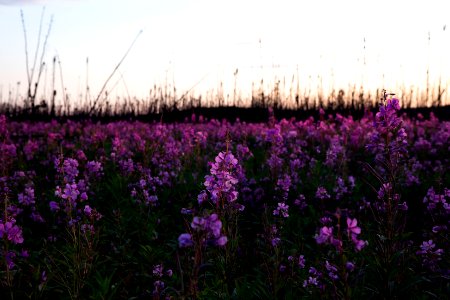 Kenai Fireweed in August photo