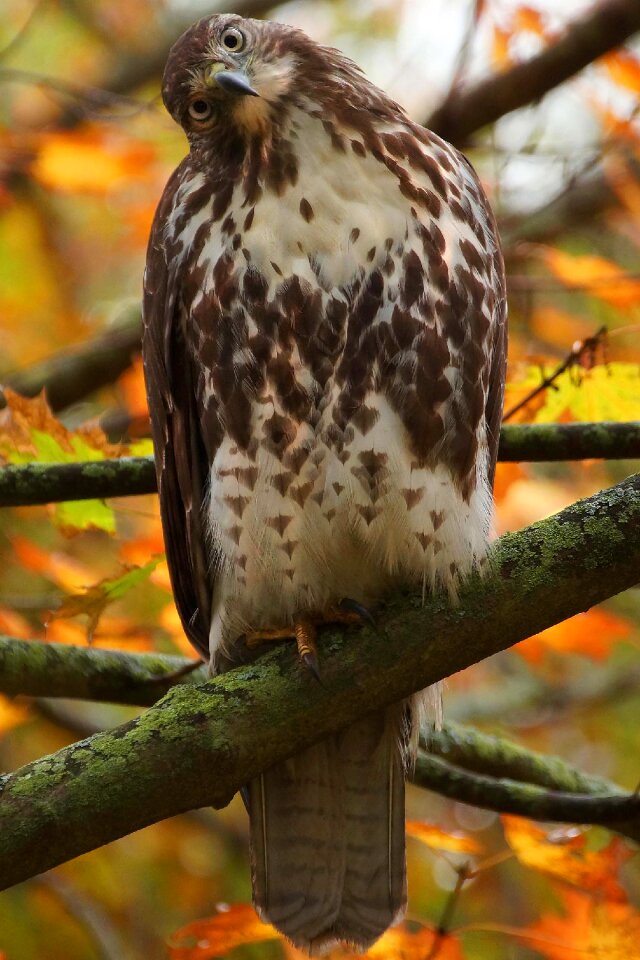 Red tail hawk nature bird