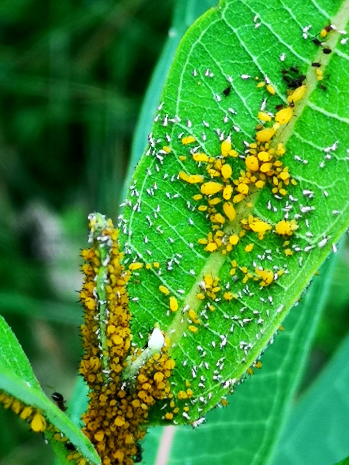 Ants with aphids on milkweed. Farming?