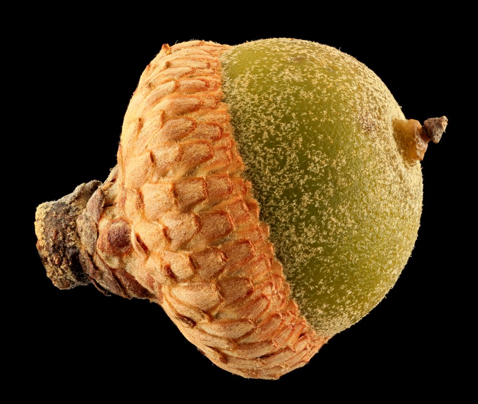 Southern Red Oak Acorn, MD, Beltsville 2013-09-30-18.38.50 ZS PMax