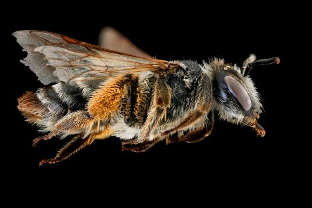 Andrena flavipes, f, right, Nesvady, Slovakia 2020-02-17-14.21.24 ZS PMax UDR photo