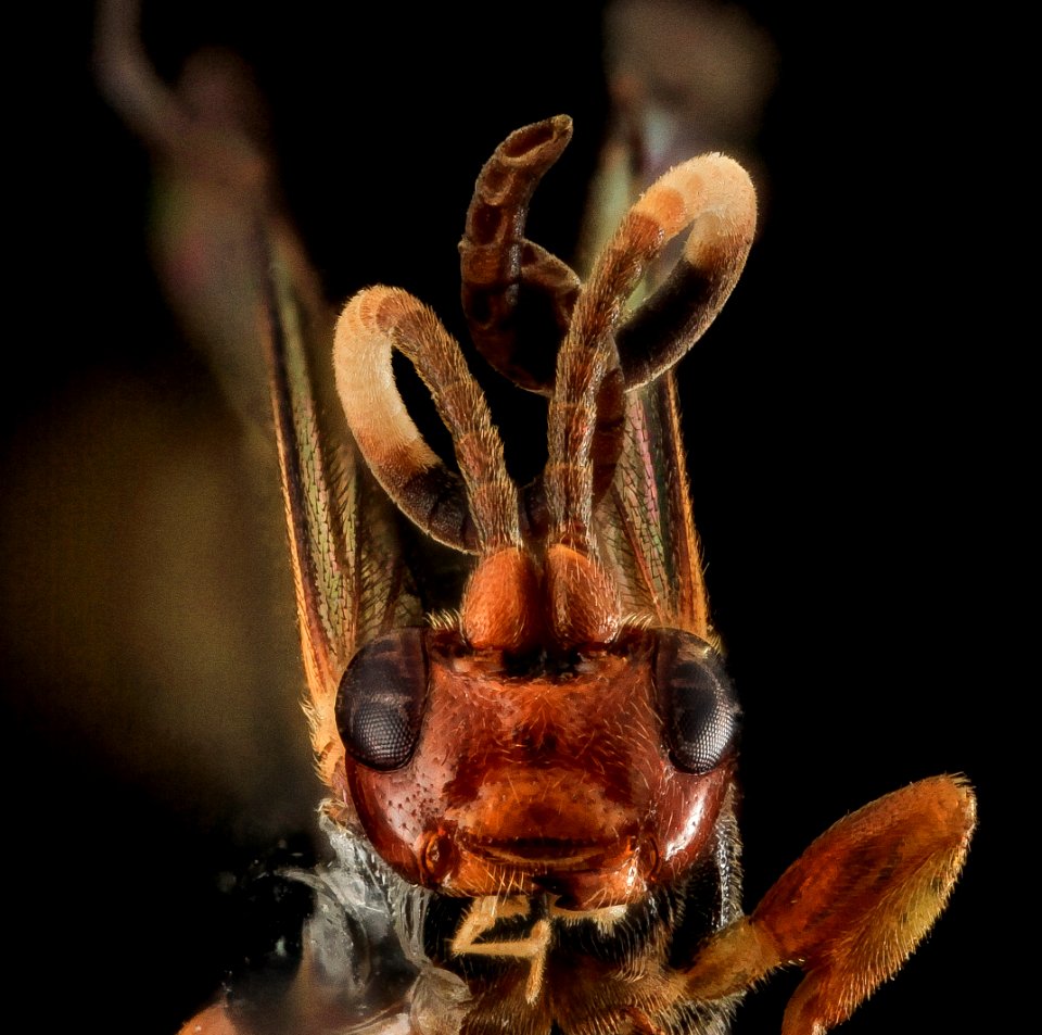 Wasp Unknown, U, face, Hardy Co., West Virginia 2014-01-16-16.05.56 ZS PMax