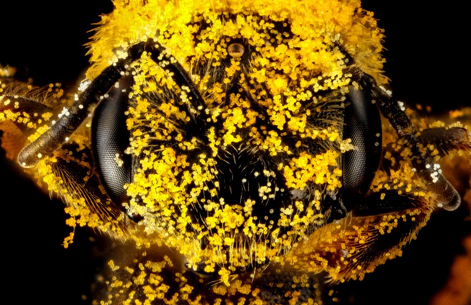 Halictus ligatus, F, face, Philidelphia, PA 2013-01-04-14.44.36 ZS PMax
