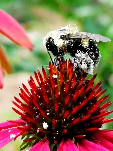Bumblebee covered with pollen visiting coneflower Echinacea 'Cheyenne Spirit'