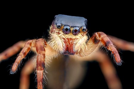 Jumping spider 2020-08-03-18.07.29 ZS PMax UDR photo