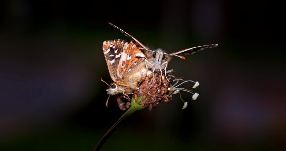 Mating reproduction association