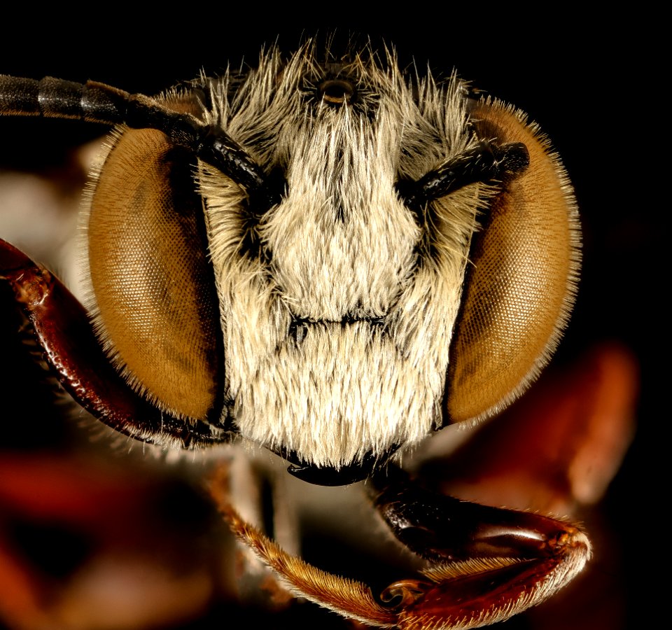 Coelioxys germana, m, face, Kent Co, MD 2015-12-08-17.25