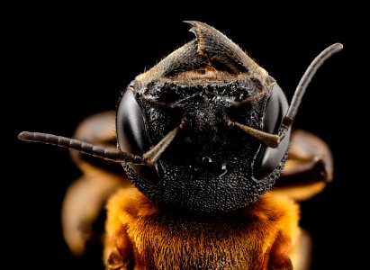 Megachile sculpturalis, f, face, md, kent county 2014-07-21-17.11.43 ZS PMax photo