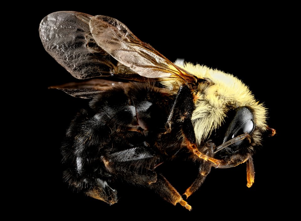 Bombus citrinus, U, side, Maryland, Caroline County 2013-03-12-14.35