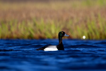 Greater scaup on pond photo