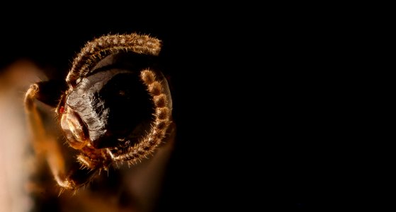 termite, winged, head,pwrc, md 2018-06-21-16.29.05 ZS PMax UDR