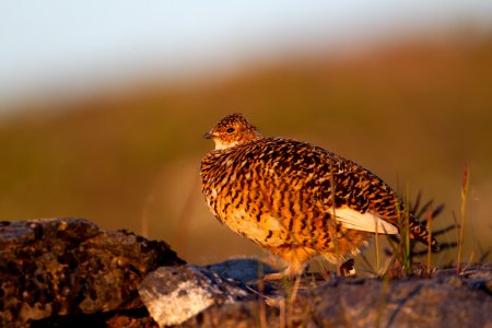 Female rock ptarmigan photo