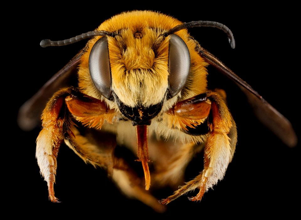 Megachile fortis, U, face, Jackson County, South Dakota 2013-01-29-17.33.29 ZS PMax