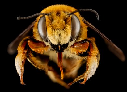 Megachile fortis, U, face, Jackson County, South Dakota 2013-01-29-17.33.29 ZS PMax