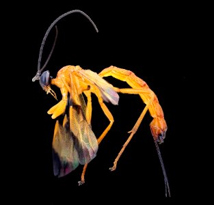 Parasite wasp, left 2020-08-17-18.37.43 ZS PMax UDR photo