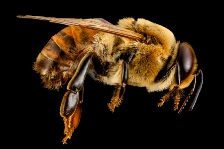 Honeybee drone, m, side, MD, pg county 2014-06-19-18.02.13 ZS PMax photo