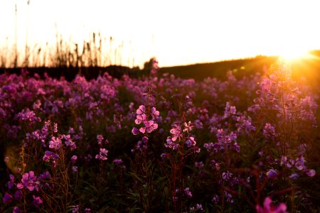 Kenai Fireweed in August photo