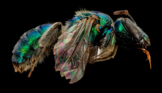 Augochlorella pomoniella, F, Side, Zion Nation Park, Utah 2013-12-30-14.28.34 ZS PMax