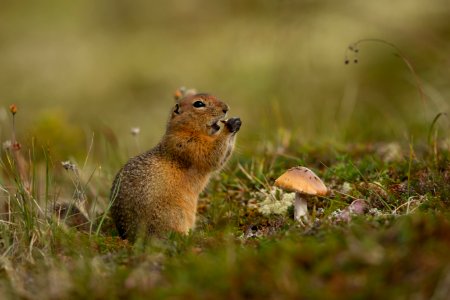 Arctic ground squirrel eats a mushroom