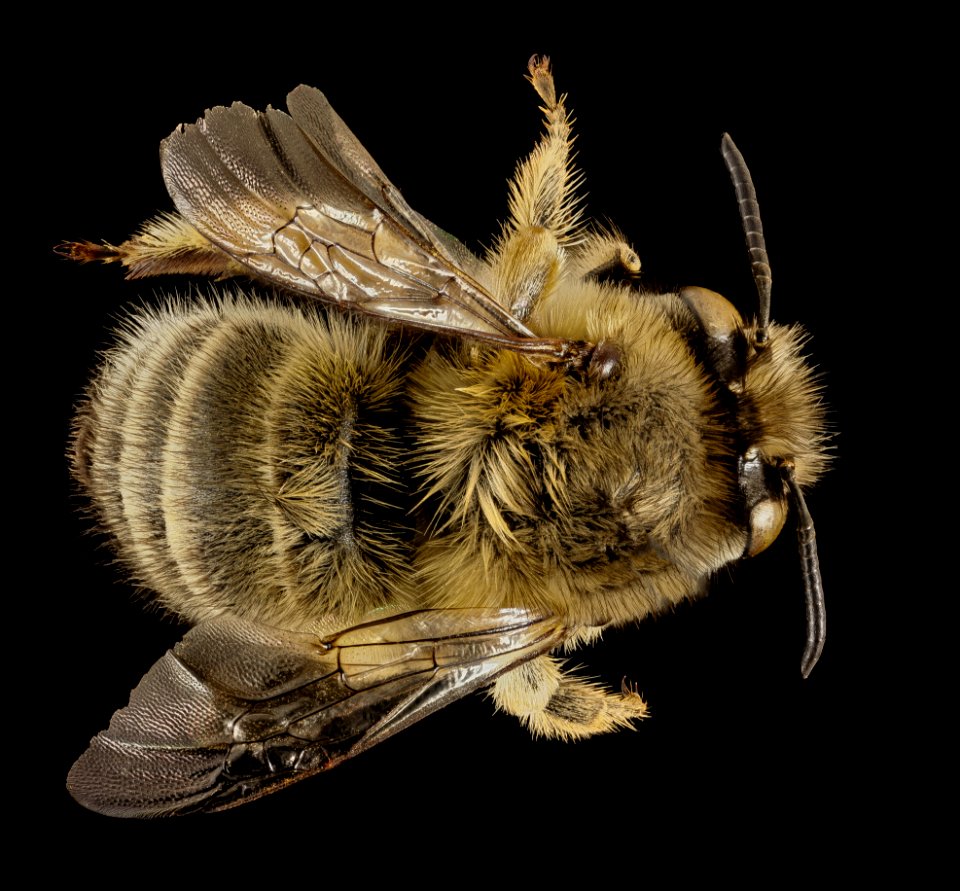 Anthophora crinipes, F, Back, Greece, Aegean Islands 2014-12-09-12.18.06 ZS PMax