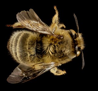 Anthophora crinipes, F, Back, Greece, Aegean Islands 2014-12-09-12.18.06 ZS PMax